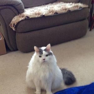 Meet your Posher, Janet